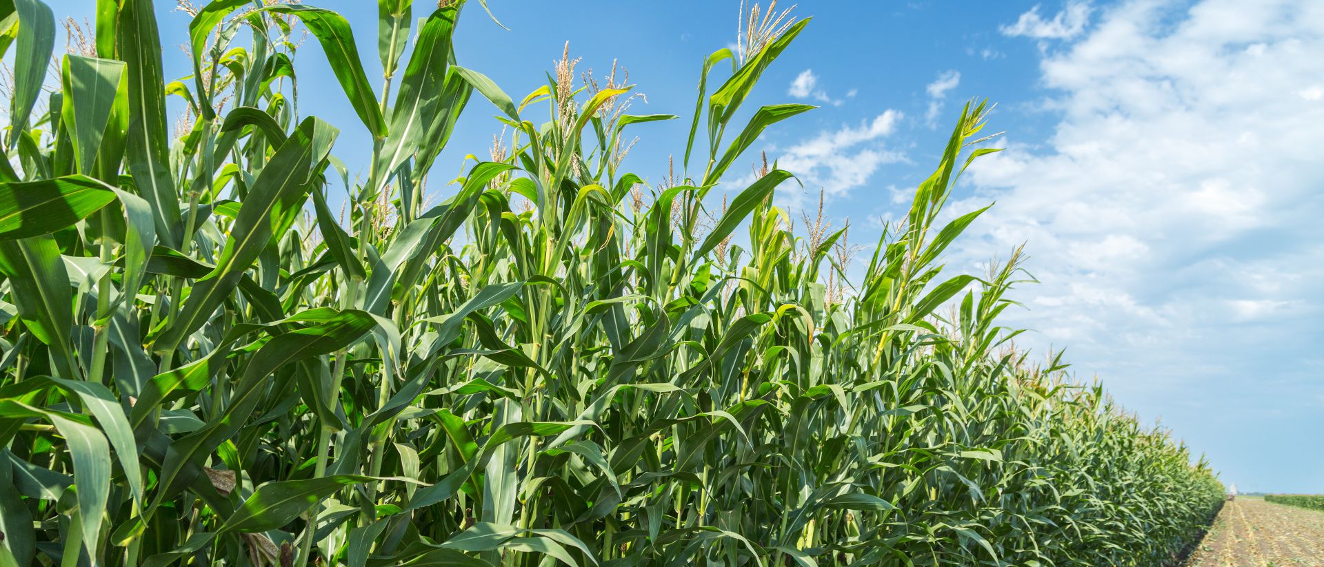 Tall corn plants in a field under a bright blue sky, showing dense green leaves and ears starting to form.
