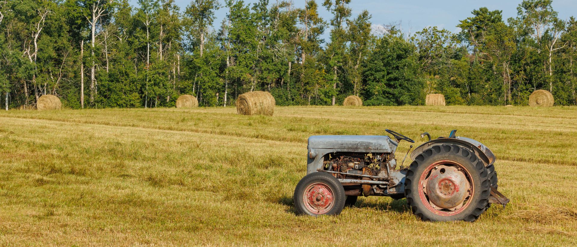 Old blue tractor in a sunlit hay field with round hay bales and a tree-lined background.